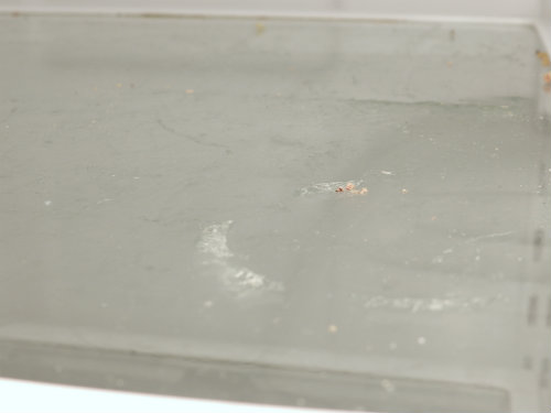 Yep, There's the Nasty Gunk!