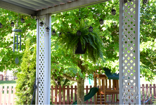 Ferns and Lantern Lights