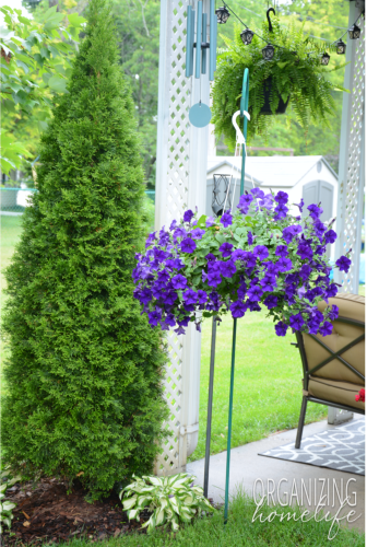 Patio Flowers