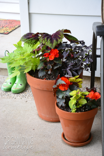 Patio Planters with Coleus